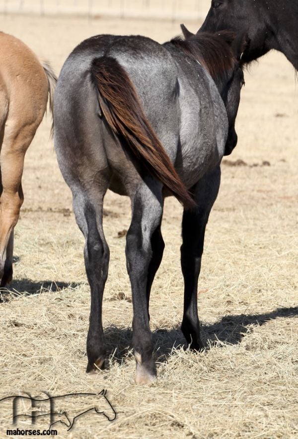 Miss Black Socks MA's 2019 roan filly